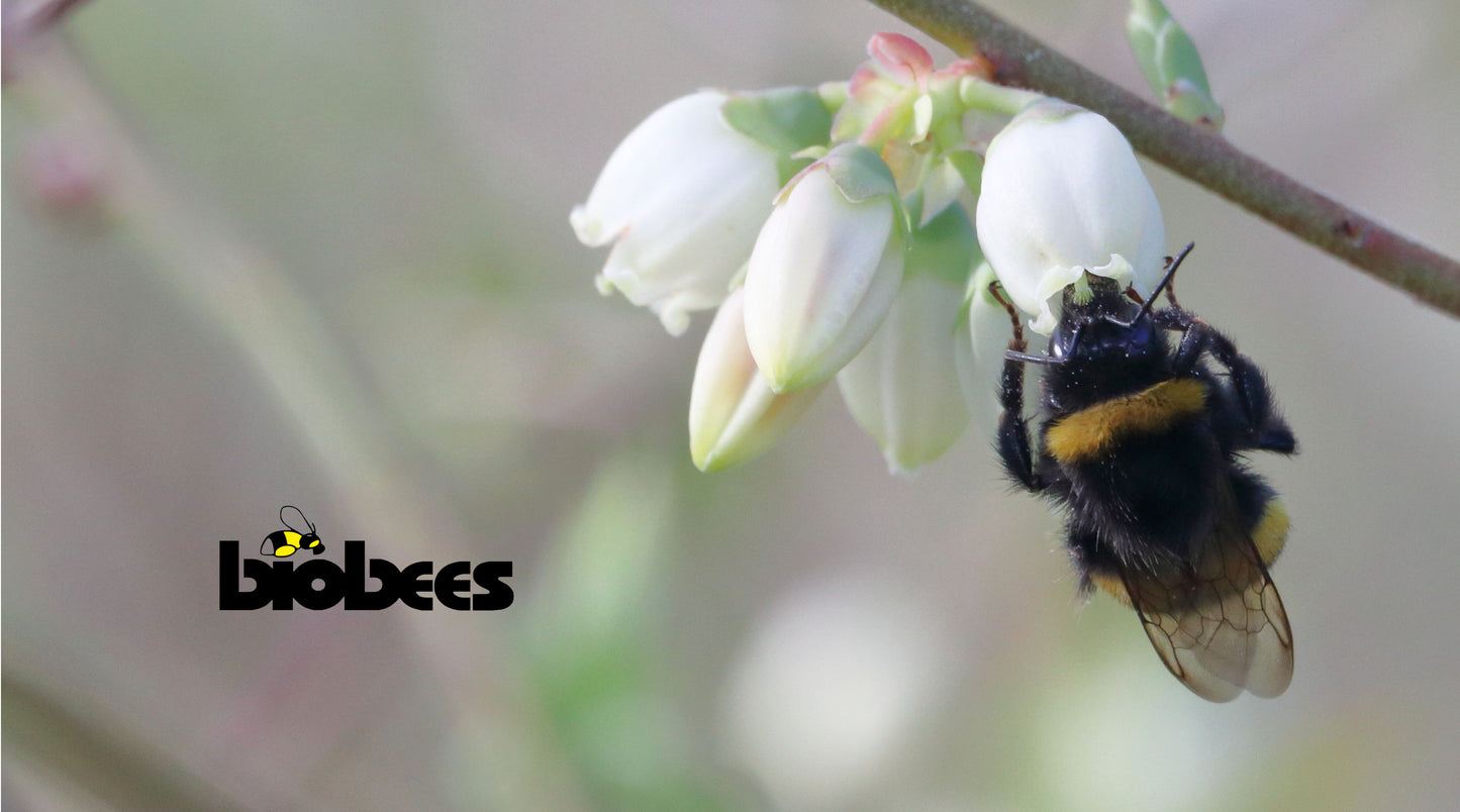 중간 크기의 벌집