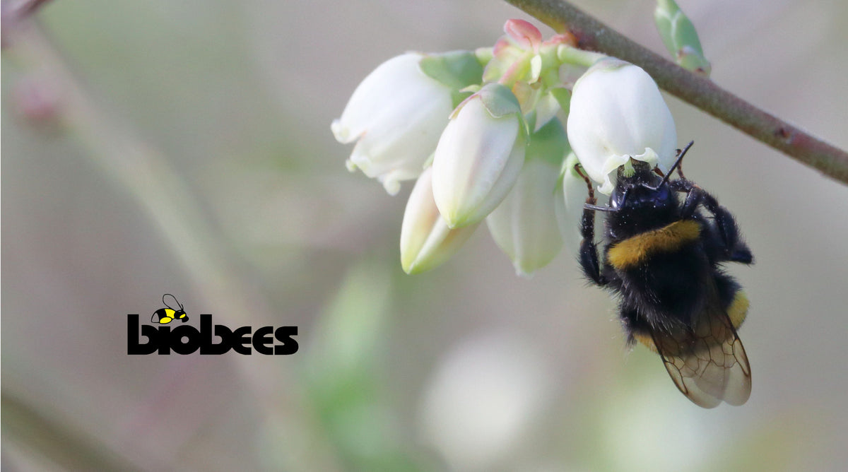 Biobuzz Hive Medium Bumblebee Hive – Biobees Ltd
